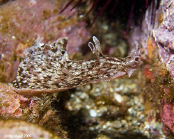 The great leap! This Sea Hare seemed very optimistic abou... by Kip Nead 